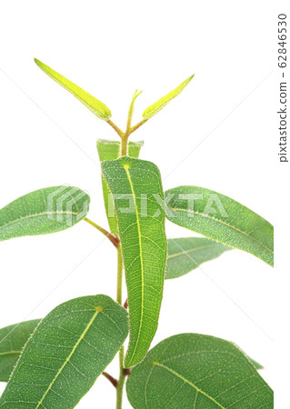 Lemon eucalyptus 62846530