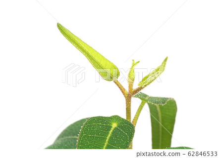 檸檬桉樹 檸檬桉樹 62846533