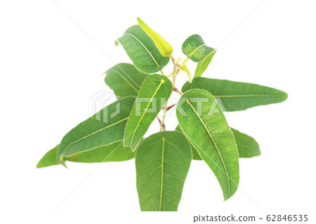 檸檬桉樹 檸檬桉樹 62846535