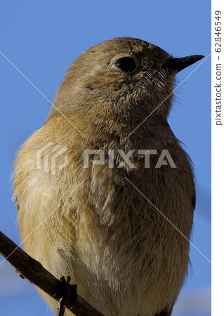 I shot a female redstart in the park in the early morning of winter 62846549