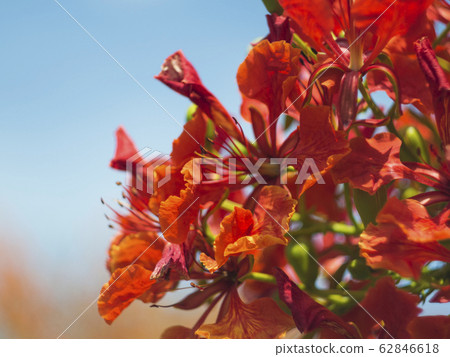 Red flowers on the blue sky Red flowers on the blue sky 62846618