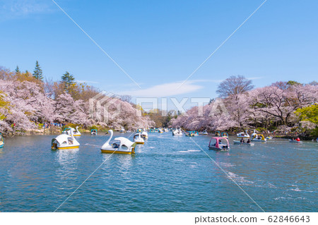 People ride duck boat at Chidorigafuchi park in spring and cherry blossom tree in full boom 62846643