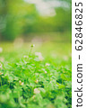Pale clover 62846825
