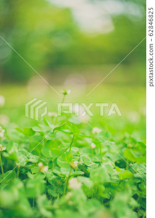 Pale clover Pale clover 62846825