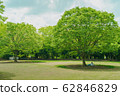 Park landscape 62846829