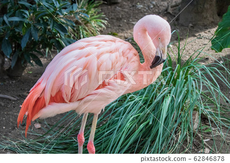 在神戶動物界的歐洲火烈鳥 62846878