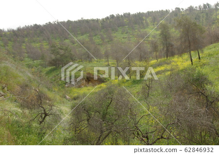 [Jordan] Royal Botanic Gardens, Green Mountain Slope with Trees 62846932
