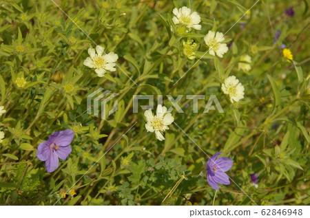 [約旦]皇家植物園，五顏六色的油菜花開在田野上 62846948