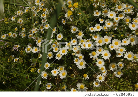[Jordan] Royal Botanic Gardens, White and Yellow Wildflowers Blooming in the Field 62846955