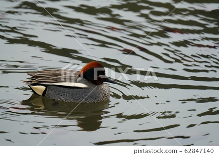 Duck, duck, february, pond, swim, friend 62847140