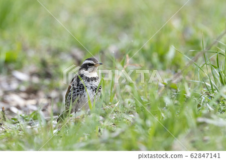 Thrush 62847141