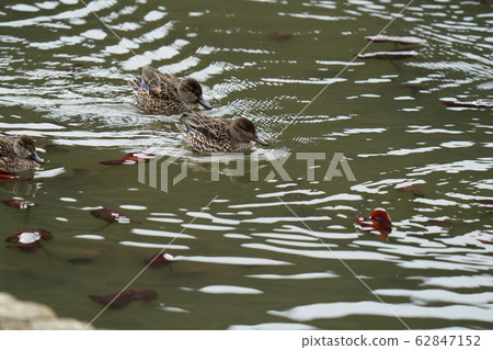 Duck, duck, february, pond, swim, friend 62847152