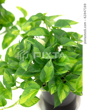 Potos Potos 62847169