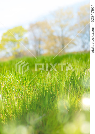 grass field, grassland, grasslands 62847604
