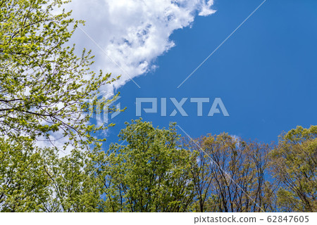 blue sky, trees, young leafe 62847605