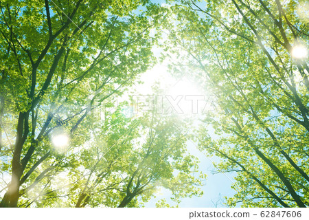 透過樹葉的陽光 翠綠 鮮綠 62847606