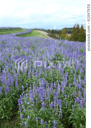 淡路花崎藍色丹參 62847658