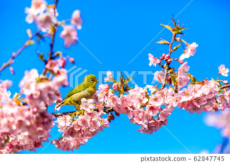 河津櫻花樹和白眼[動物鳥] 62847745
