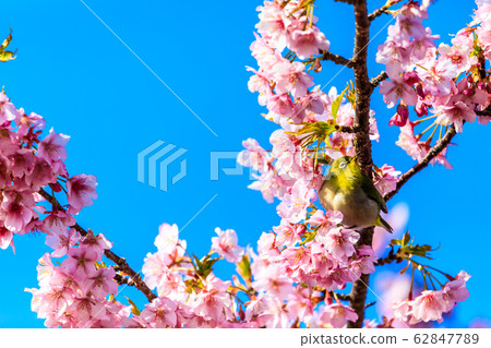 河津櫻花樹和白眼[動物鳥] 62847789