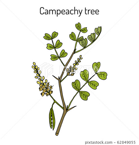 Campeachy tree Haematoxylum campechianum , medicinal plant 62849055