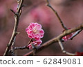 Plum blossom  62849081