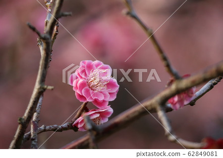 梅花 梅花 62849081