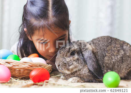 Cute asian child girl playing with cute Holland lop rabbit Cute asian child girl playing with cute Holland lop rabbit 62849121