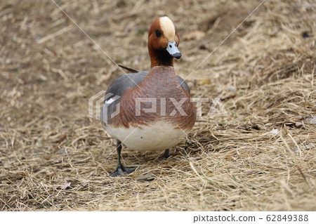  Wigeon 62849388