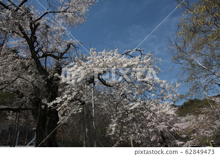 Shokawa Sakura 62849473