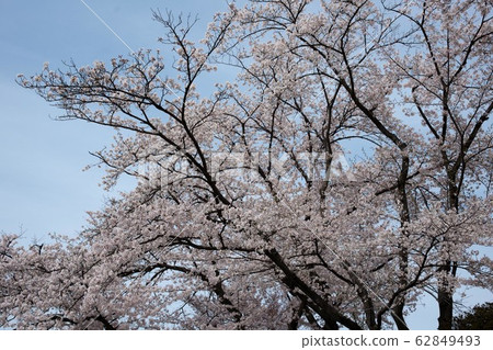 Shokawa Sakura Shokawa Sakura 62849493