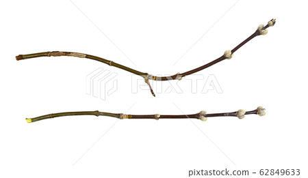 Set of spring twigs with swallen buds 62849633
