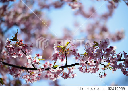 Kawazu Sakura at Yoyogi Park 62850069