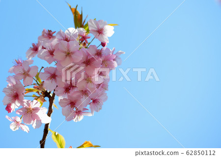 Kawazu Sakura at Yoyogi Park 62850112