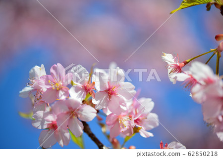 Kawazu Sakura at Yoyogi Park 62850218