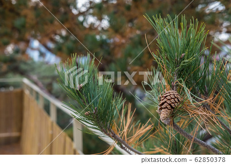 Pine tree branch with cones 62850378