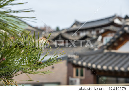 Pine tree branch with cones, with Korean 62850379