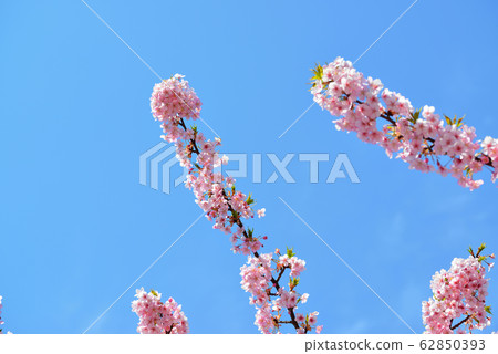 Kawazu Sakura at Yoyogi Park 62850393