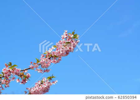 代代木公園的河津櫻 62850394