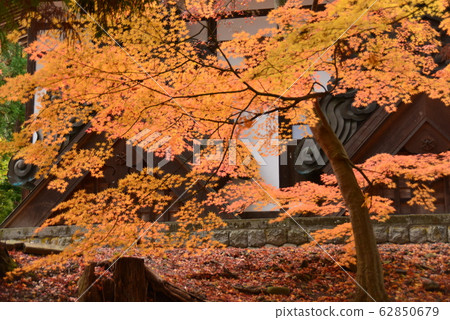 楓葉離開了紅葉 62850679