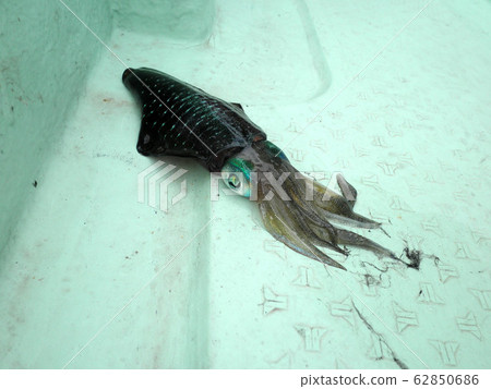 [沖繩石垣島]釣魚Aori烏賊 62850686