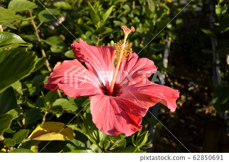 [Okinawa Ishigaki Island] Hibiscus 62850691