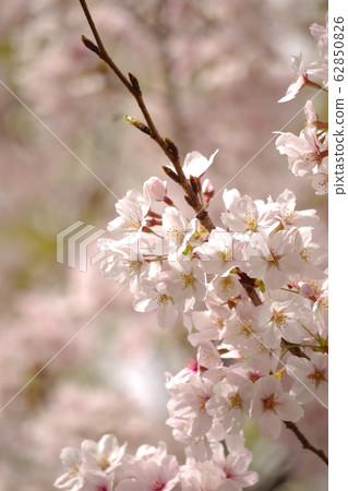 Cherry blossoms and buds Cherry blossoms and buds 62850826