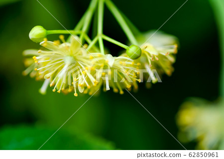 菩提樹花關閉 照片素材 圖片 圖庫