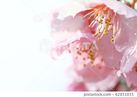 Kawazu cherry tree Kawazu cherry tree 62851035