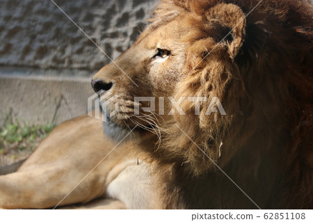 lion lion 62851108