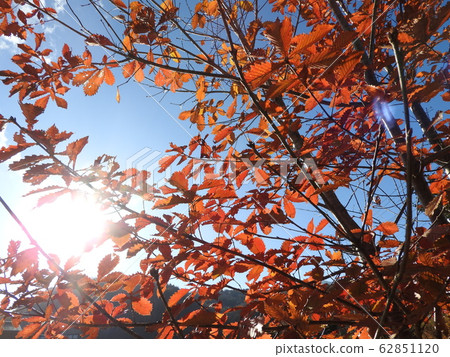 隨著秋天的加深，染成紅色的Kashiwarin是一個進入日本人心中的場景。 62851120