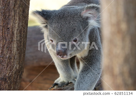 Koala Koala 62851134