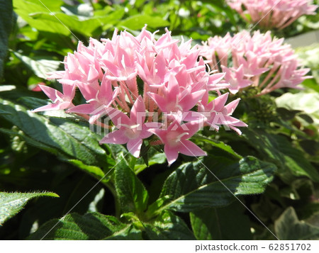 The flower language of Pentas is fulfilled. A flower that resembles a star. Perfect as a gift for loved ones. 62851702