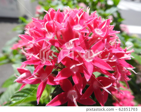 The flower language of Pentas is fulfilled. A flower that resembles a star. Perfect as a gift for loved ones. 62851703