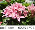 Pentas的花語已經實現。一朵類似星星的花。完美的禮物給親人。 62851704